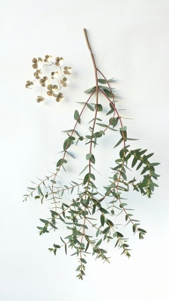 画像1: Dry plants for decor ユーカリ生切り枝（パルブラ）タイプ500〜700mm (1)