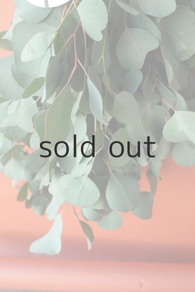 画像4: Dry plants for decor ユーカリ（ポポラス）シンプルスワッグ (4)