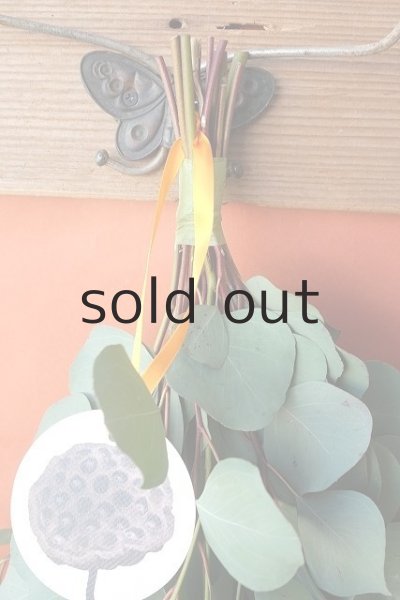 画像2: Dry plants for decor ユーカリ（ポポラス）シンプルスワッグ (2)