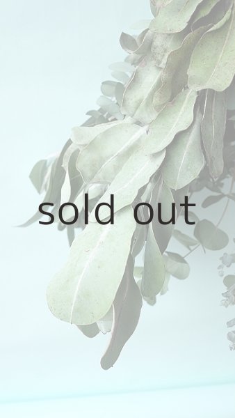 画像4: Dry plants for decor ユーカリ2種シンプルスワッグ (4)