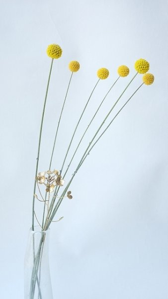 画像6: Dry plants for decor クラスペディア ・グラウカ種（5本セット）＊outlet (6)