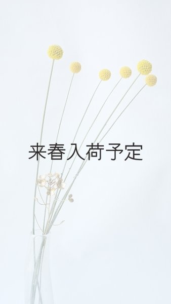 画像6: Dry plants for decor クラスペディア ・グラウカ種 (6)