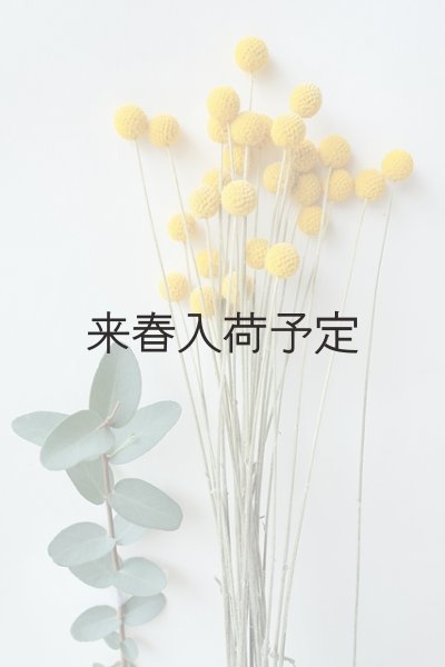 画像5: Dry plants for decor クラスペディア ・グラウカ種 (5)