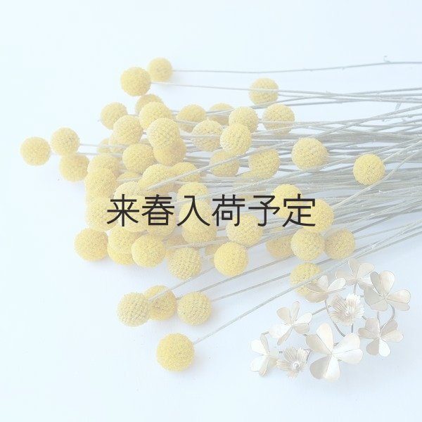 画像3: Dry plants for decor クラスペディア ・グラウカ種 (3)