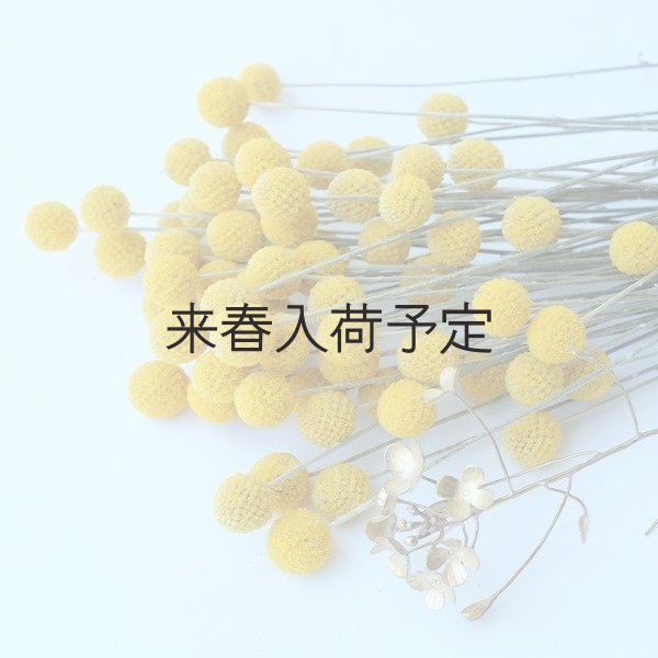 画像4: Dry plants for decor クラスペディア ・グラウカ種 (4)