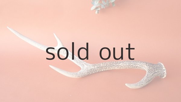 画像5: デコール用二ホンジカの角 (5)