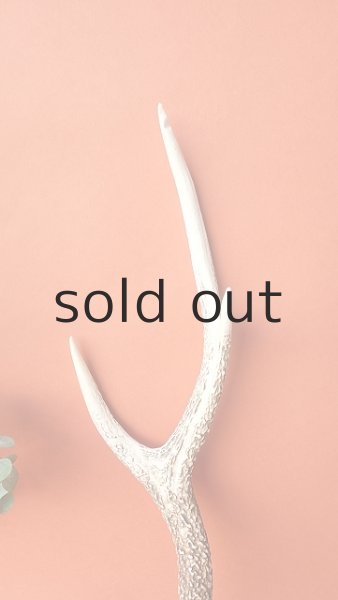 画像4: デコール用二ホンジカの角 (4)