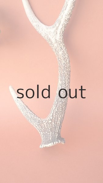 画像3: デコール用二ホンジカの角 (3)