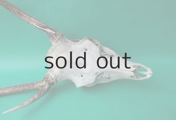 画像5: デコール用二ホンジカの角（ヘッド付） (5)