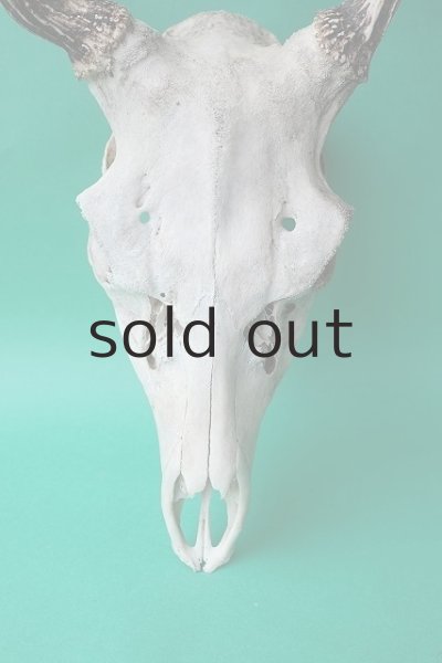 画像3: デコール用二ホンジカの角（ヘッド付） (3)