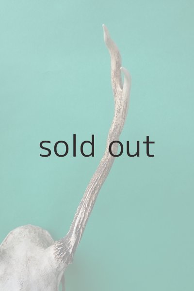 画像7: デコール用二ホンジカの角（ヘッド付） (7)