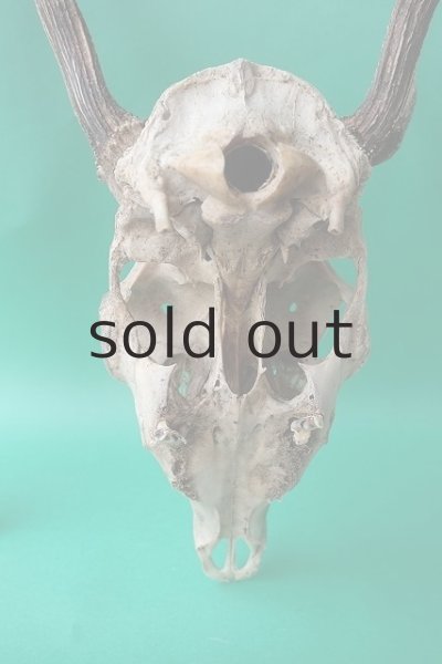 画像8: デコール用二ホンジカの角（ヘッド付） (8)