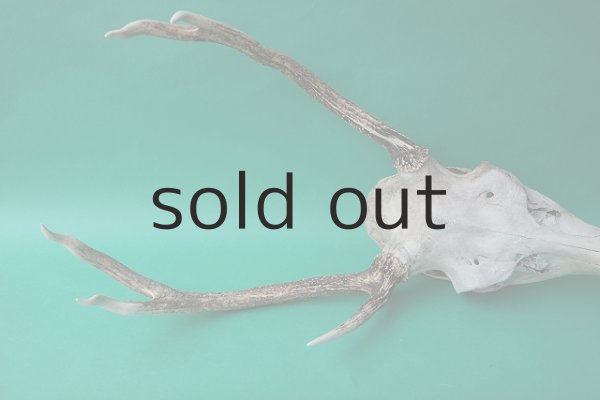 画像4: デコール用二ホンジカの角（ヘッド付） (4)