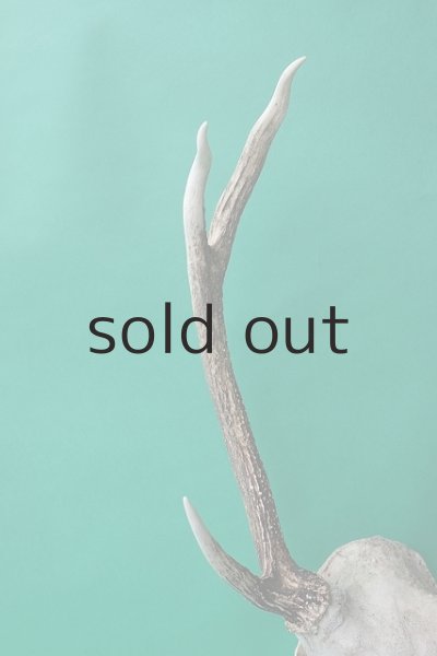 画像6: デコール用二ホンジカの角（ヘッド付） (6)