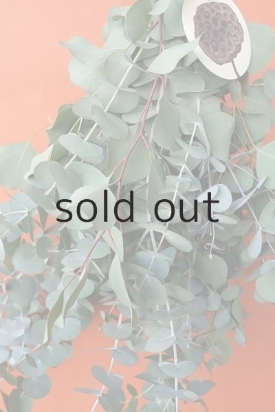 画像4: Dry plants for decor ユーカリ2種シンプルスワッグ (4)