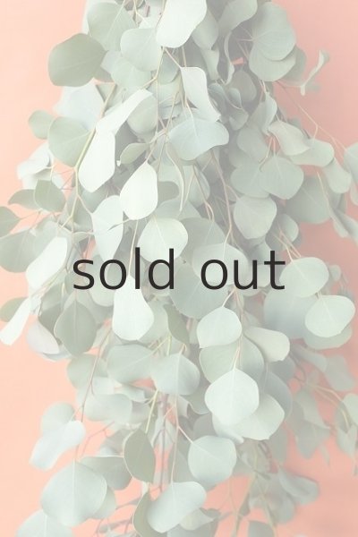 画像4: Dry plants for decor ユーカリ2種シンプルスワッグ (4)