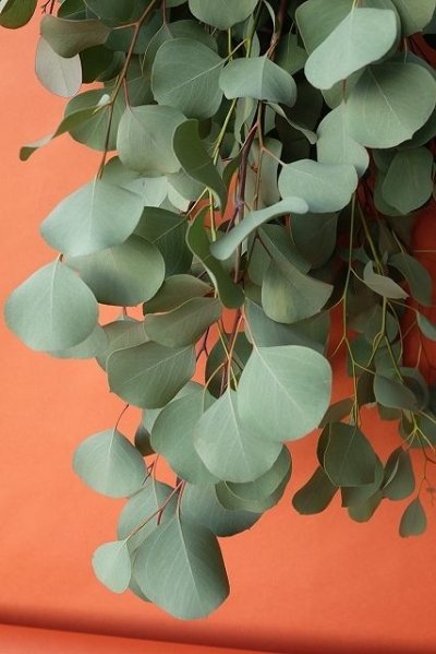 画像2: Dry plants for decor ユーカリ2種シンプルスワッグ