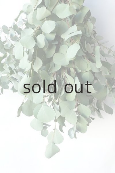 画像4: Dry plants for decor ユーカリ2種シンプルスワッグ (4)