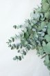 画像3: Dry plants for decor ユーカリ2種シンプルスワッグ (3)