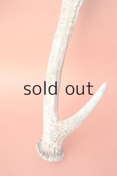 画像2: デコール用二ホンジカの角 (2)