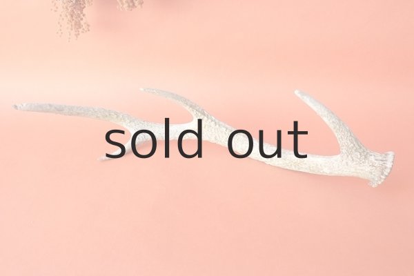 画像4: デコール用二ホンジカの角 (4)