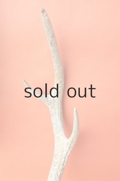 画像3: デコール用二ホンジカの角 (3)