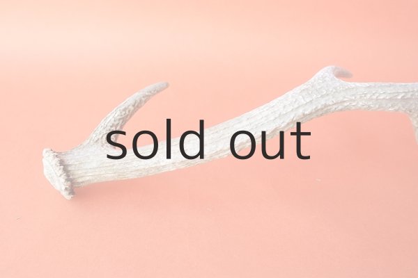 画像6: デコール用二ホンジカの角 (6)