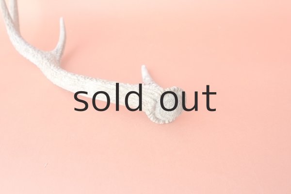 画像5: デコール用二ホンジカの角 (5)