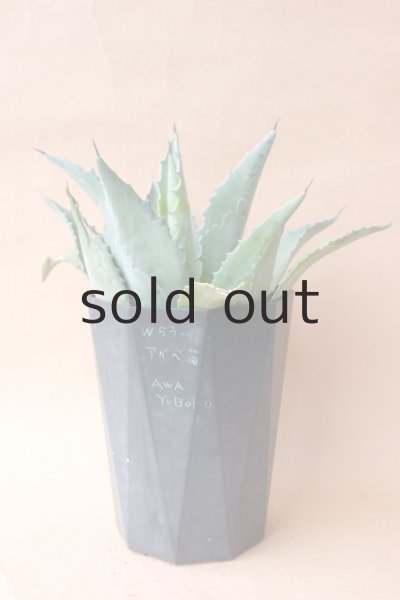 画像4: アガベ苗・アメリカーナ (4)