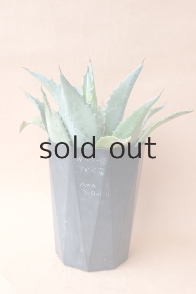 画像3: アガベ苗・アメリカーナ (3)