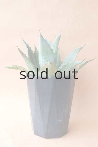 画像2: アガベ苗・アメリカーナ (2)