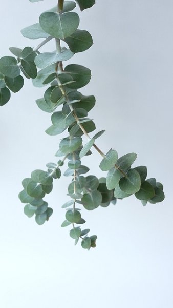 画像4: Dry plants for decor ユーカリ生切り枝（プルベルレンタ・銀世界）タイプ700mm (4)