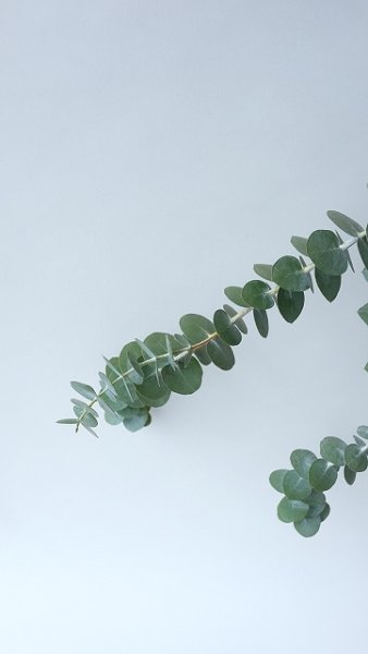 画像6: Dry plants for decor ユーカリ生切り枝（プルベルレンタ・銀世界）タイプ700mm (6)