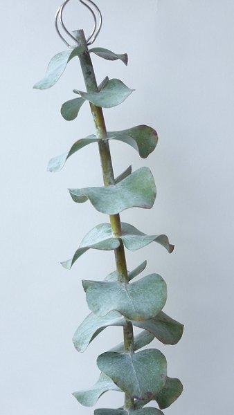 画像2: Dry plants for decor ユーカリ生切り枝（プルベルレンタ・銀世界）タイプ700mm (2)