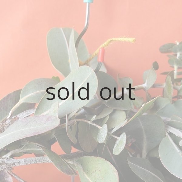 画像2: Dry plants for decor ユーカリ2種シンプルリース (2)