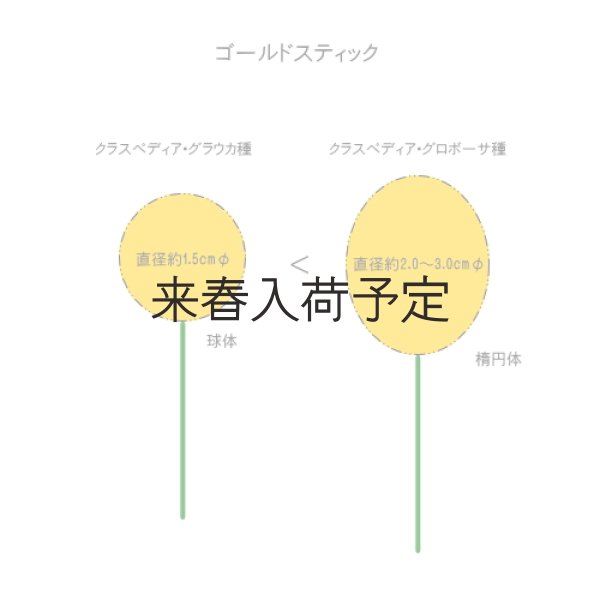 画像11: Dry plants for decor クラスペディア ・グラウカ種 (11)