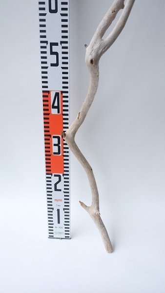 画像5: 枝流木 (5)