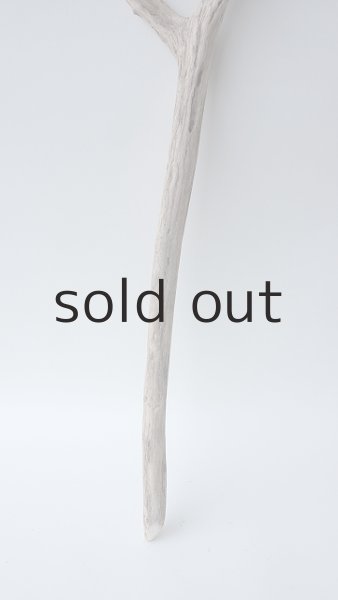 画像2: 枝流木 (2)