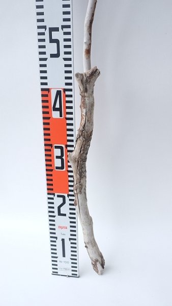 画像5: 枝流木 (5)