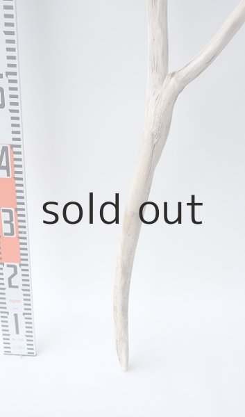 画像5: 枝流木 (5)