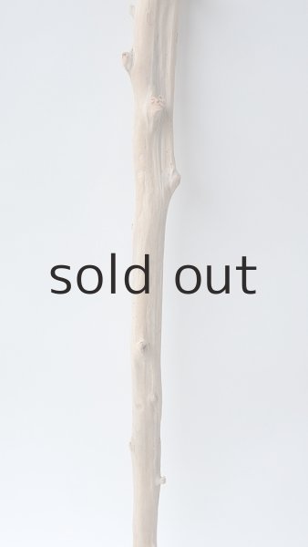 画像3: 枝流木 (3)