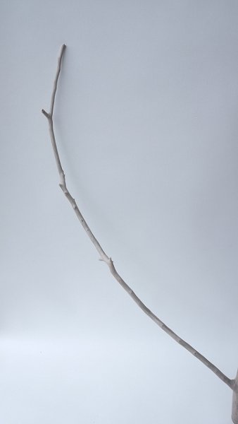 画像2: 枝流木 (2)