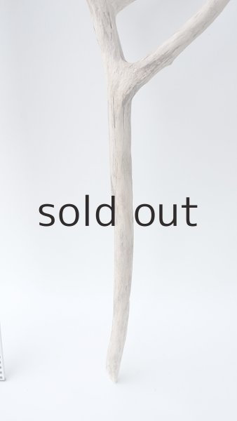 画像5: 枝流木 (5)