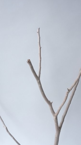 画像4: 枝流木 (4)