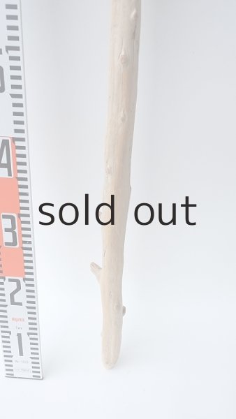 画像5: 枝流木 (5)