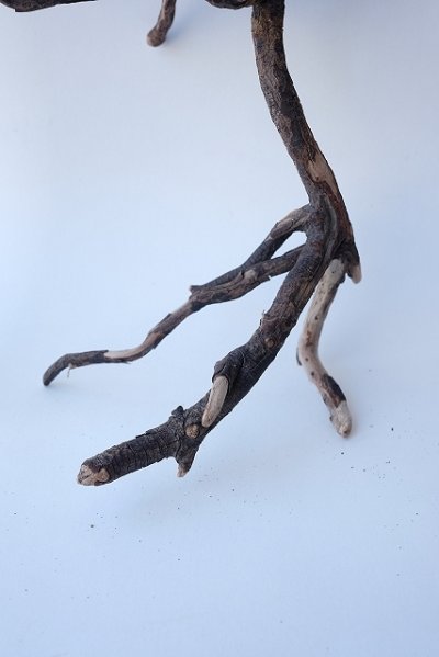 画像1: 流木根
