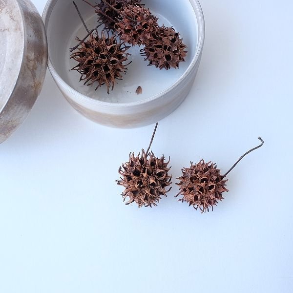 画像6: Dry plants for decor デコール用乾燥モミジバフウ（3個入） (6)