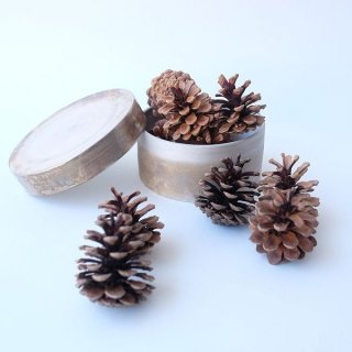 Dry plants for decor ジャンボ松ぼっくり・松かさ（阿波市産） - 流木