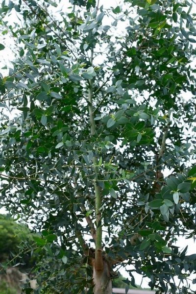 農園の原木　撮影：2023.5.8　