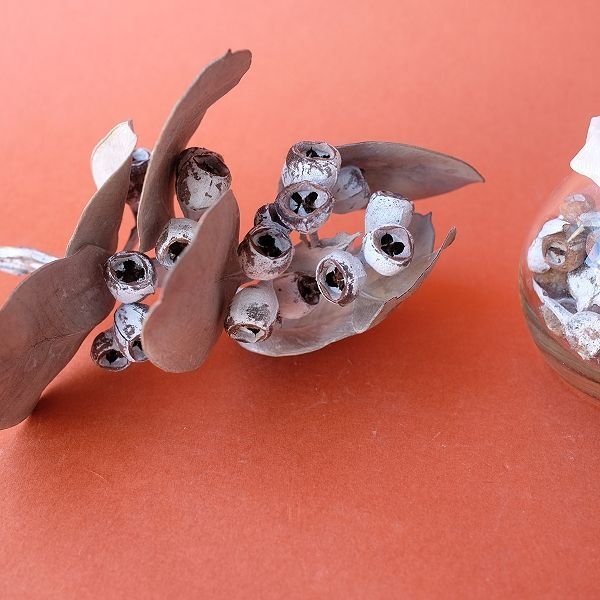 画像4: Dry plants for decor デコール用ミニシードボトル（テトラゴナシルバー） (4)